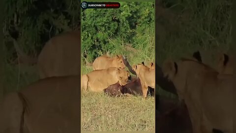 Buffalo calf call his mother to protect from lion