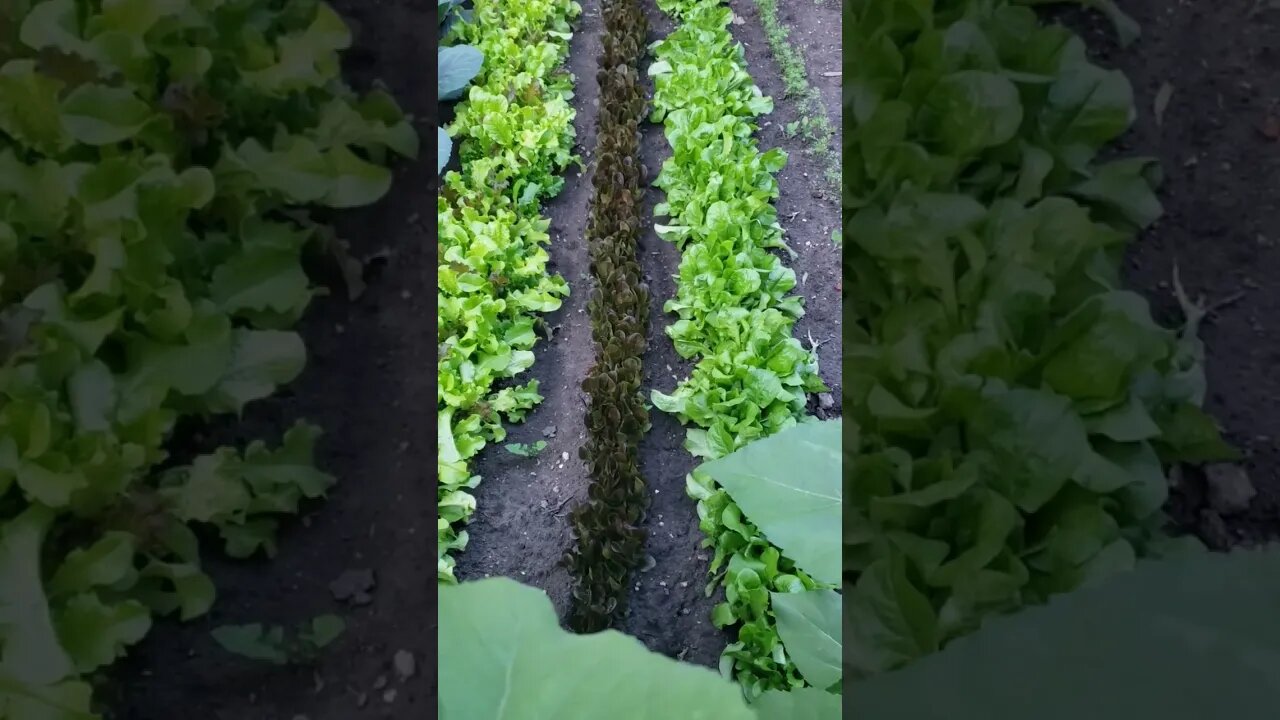 Too much lettuce is never a bad thing.