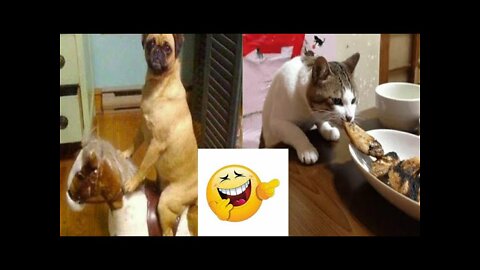 FUNNY VIDEOS /ANIMAL FUNNY VIDEOS/PETS FUNNY VIDEOS/CATS AND DOGS FUNNY VIDEO COMPILATION🤣🤣🤣