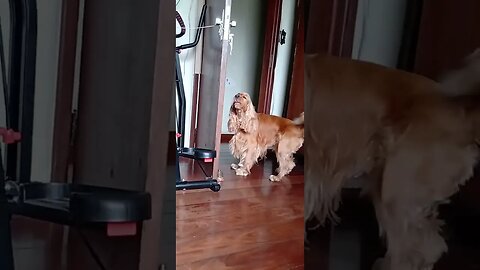 #dogshow , #animals , #dogs , #shorts