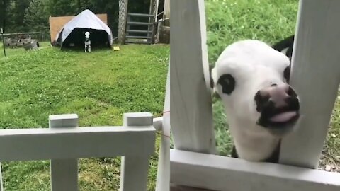 Adorable baby cow came out cave when mom calls