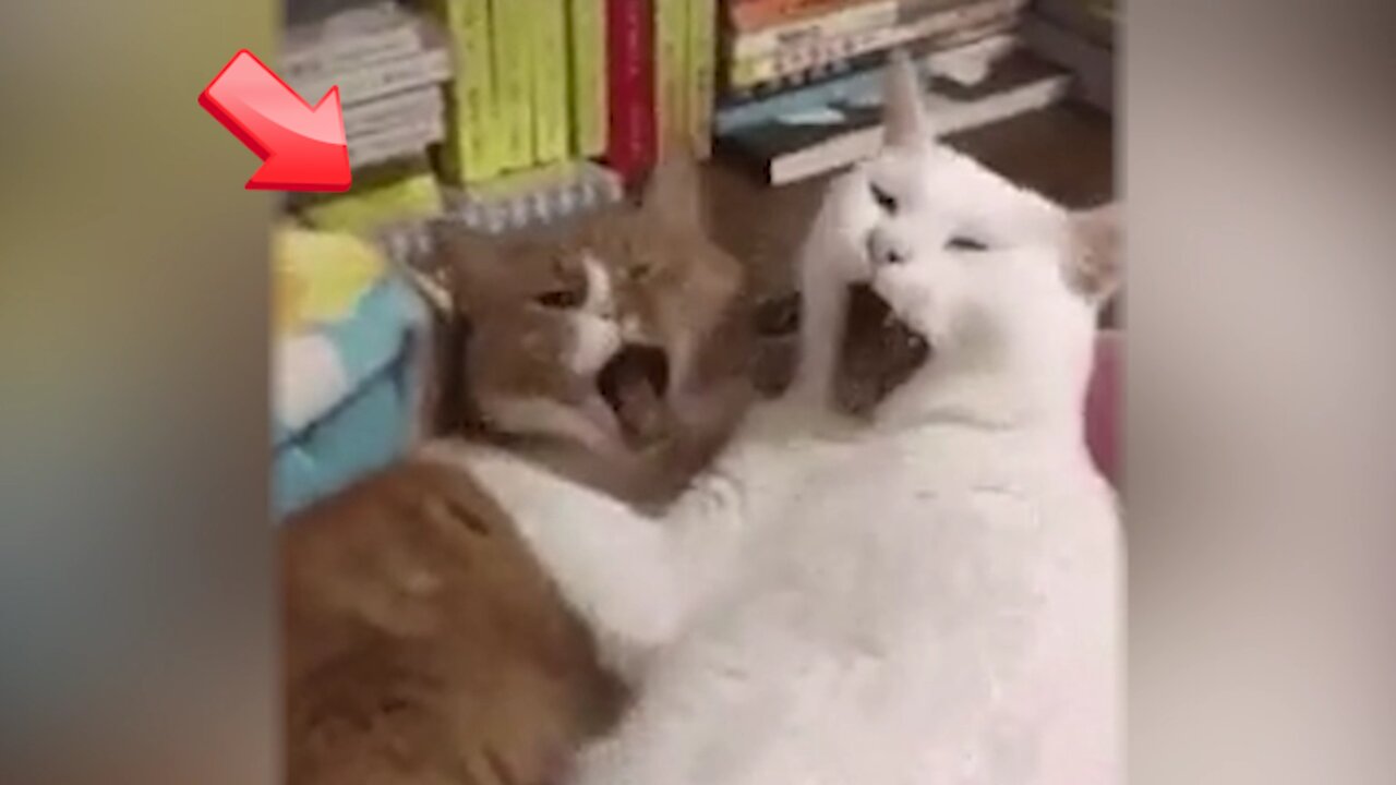 Cats flirting with each other