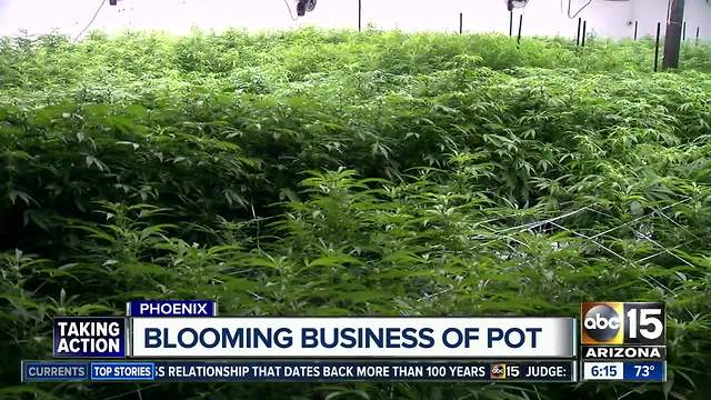 Encanto dispensary research centering on making medical marijuana more inexpensive