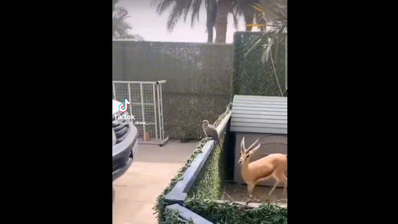 Follow us…..animals.... #cat #dog # animals #pet and animals