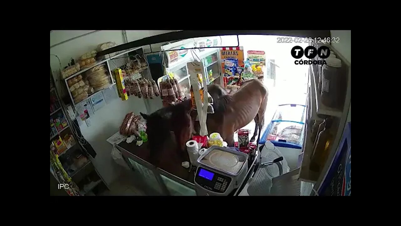 Two Horses Raid Local Deli Shop