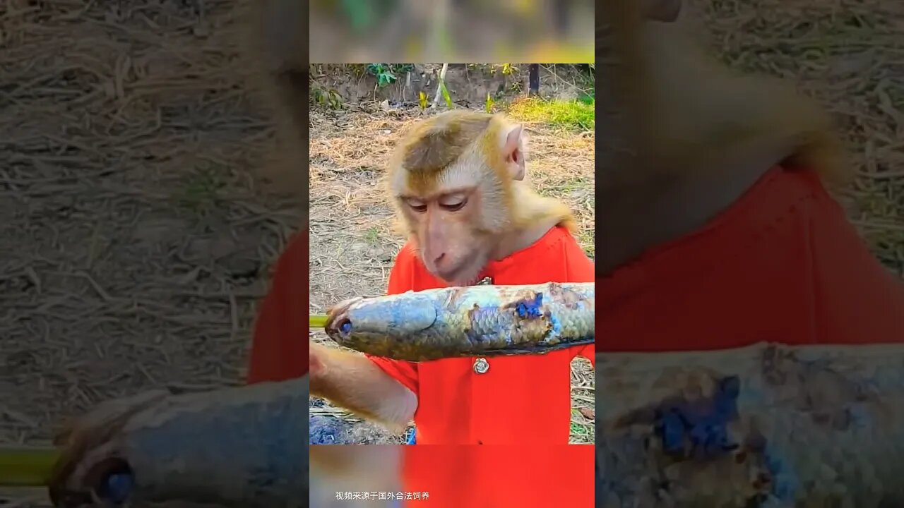 Amazing Funny Monkey 🐒 #funny #reels #funnyvideo #shortvideo #shortsfeed #viral #comedy #fun #monkey