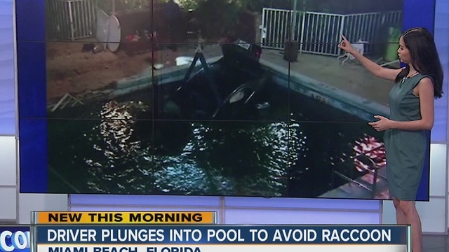 Driver swerves to avoid raccoon, plunges into pool
