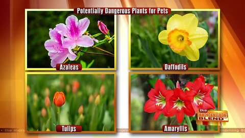 Gardening Safety Tips for Your Pet