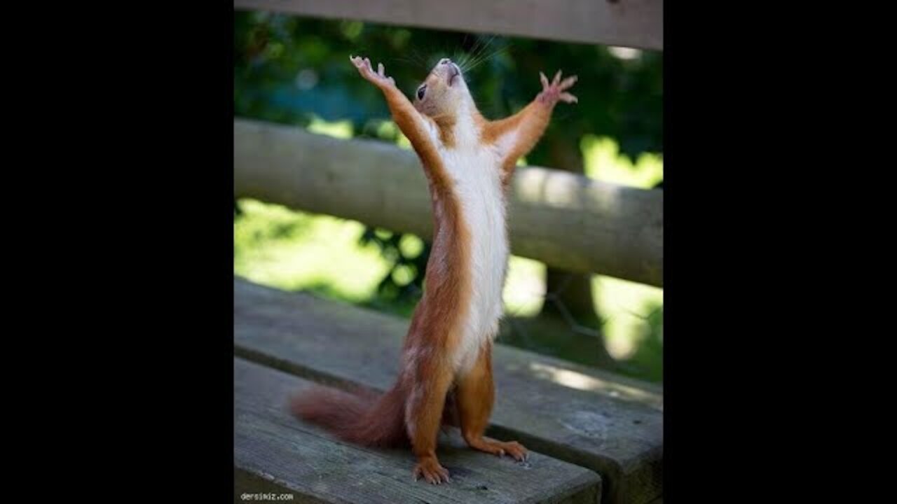 Funny Pets, Top Funny Cats Dogs, Cute Cat Cute Dogs, Best Funny Pets Animals Compilation 3