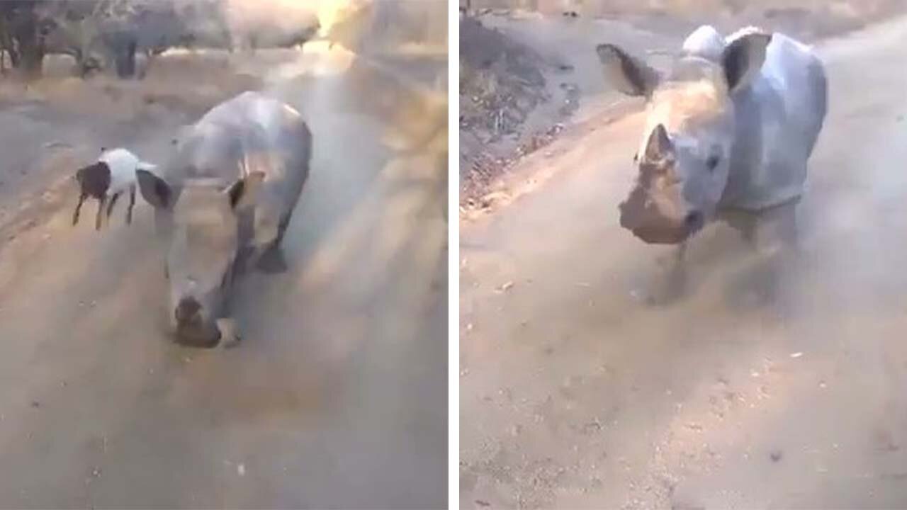 Lamb teaches baby rhino how to bounce