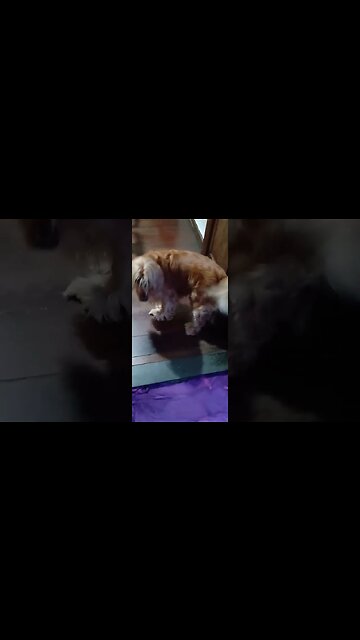 #dogshow , #animals , #dogs , #shortsvideo (5)