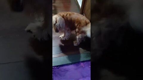 #dogshow , #animals , #dogs , #shortsvideo (5)