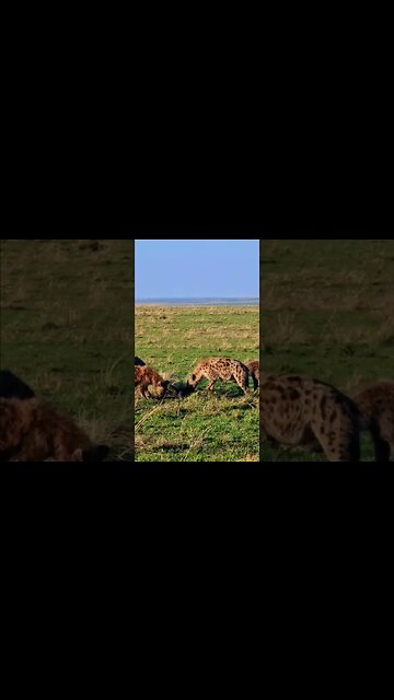 Hyenas Crushing Bones #shorts