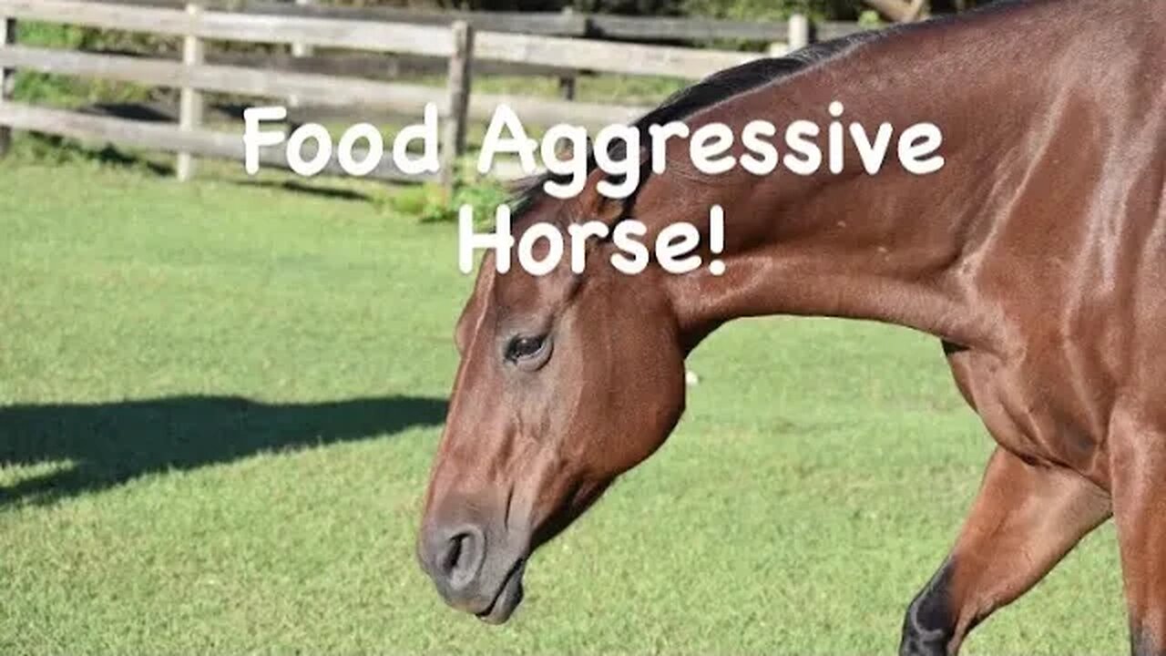 Food Aggressive Horse