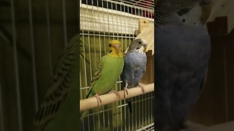 Cute Budgies Close-Up 💖 #shorts #youtubeshorts #budgies #birds #parakeets #animallover