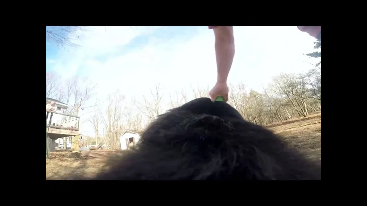 POV dog cam! W/ new track called "runnin". #music #dogs #keeprunning