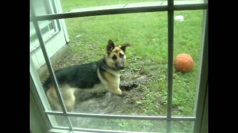 Dog Gets Caught Digging In The Yard