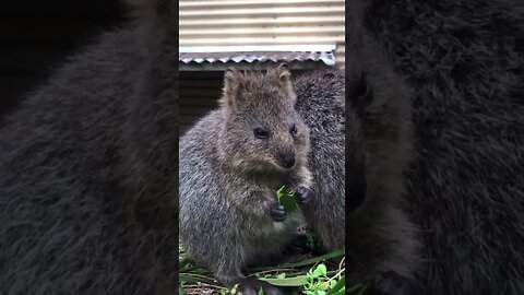 Cute funny Quokka -114