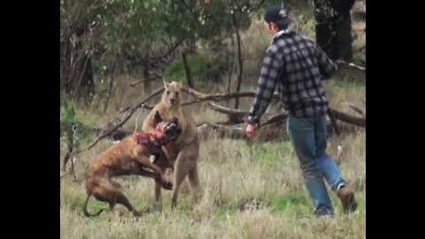 Man Rescue His Dog from Kangaroo