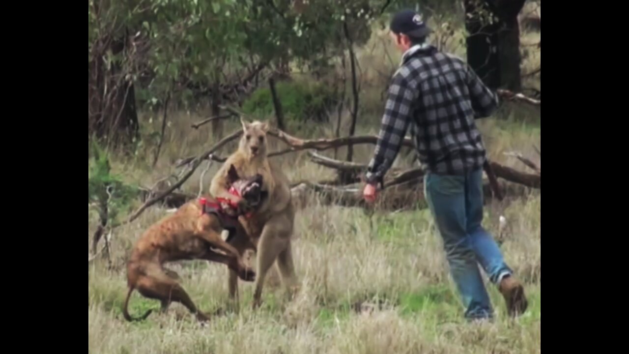 Man Rescue His Dog from Kangaroo