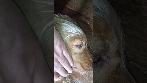 #dogshow , #animals , #dogs , #shorts