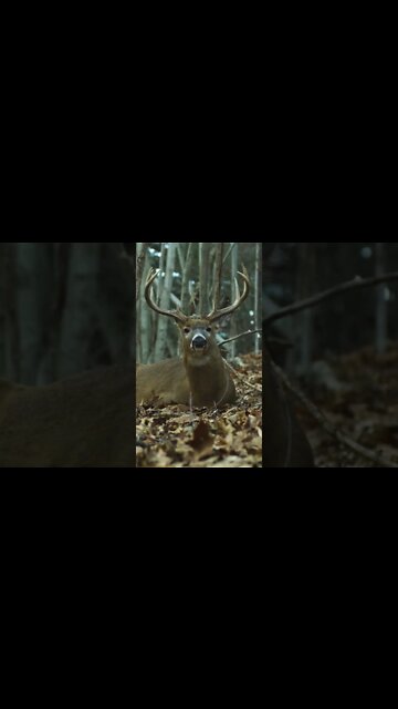 This guy's having a relaxing Saturday #shorts #deerhunting #deer