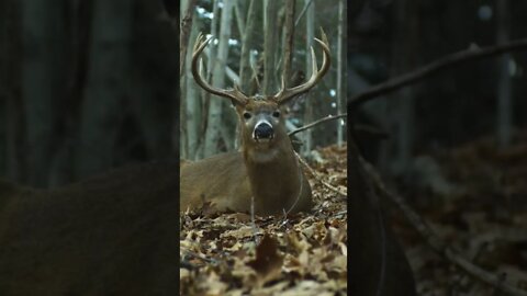 This guy's having a relaxing Saturday #shorts #deerhunting #deer