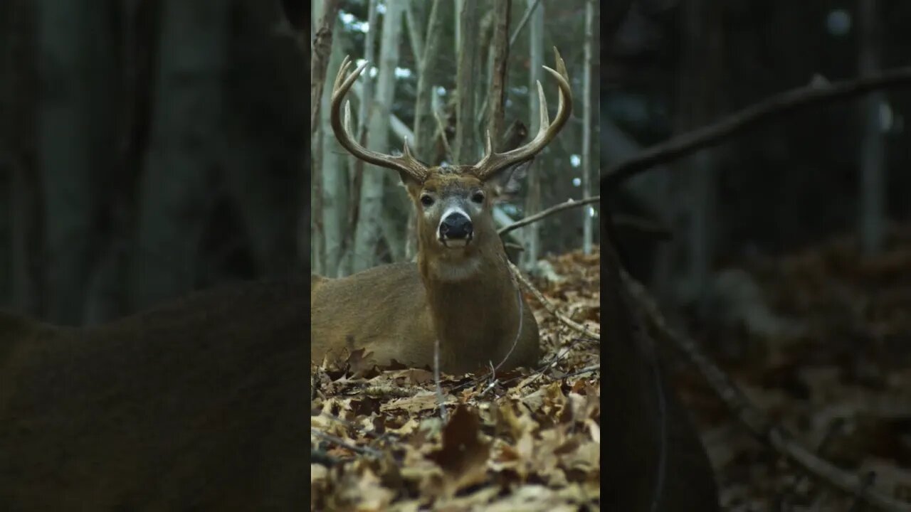 This guy's having a relaxing Saturday #shorts #deerhunting #deer