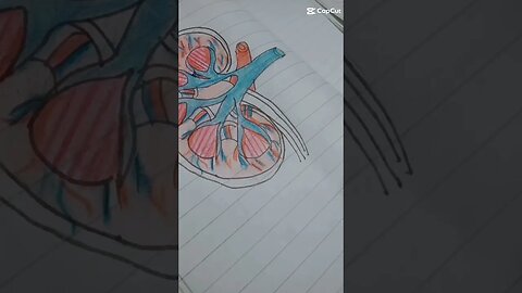 how to draw the human kidney #science #daigram #amazing #like #