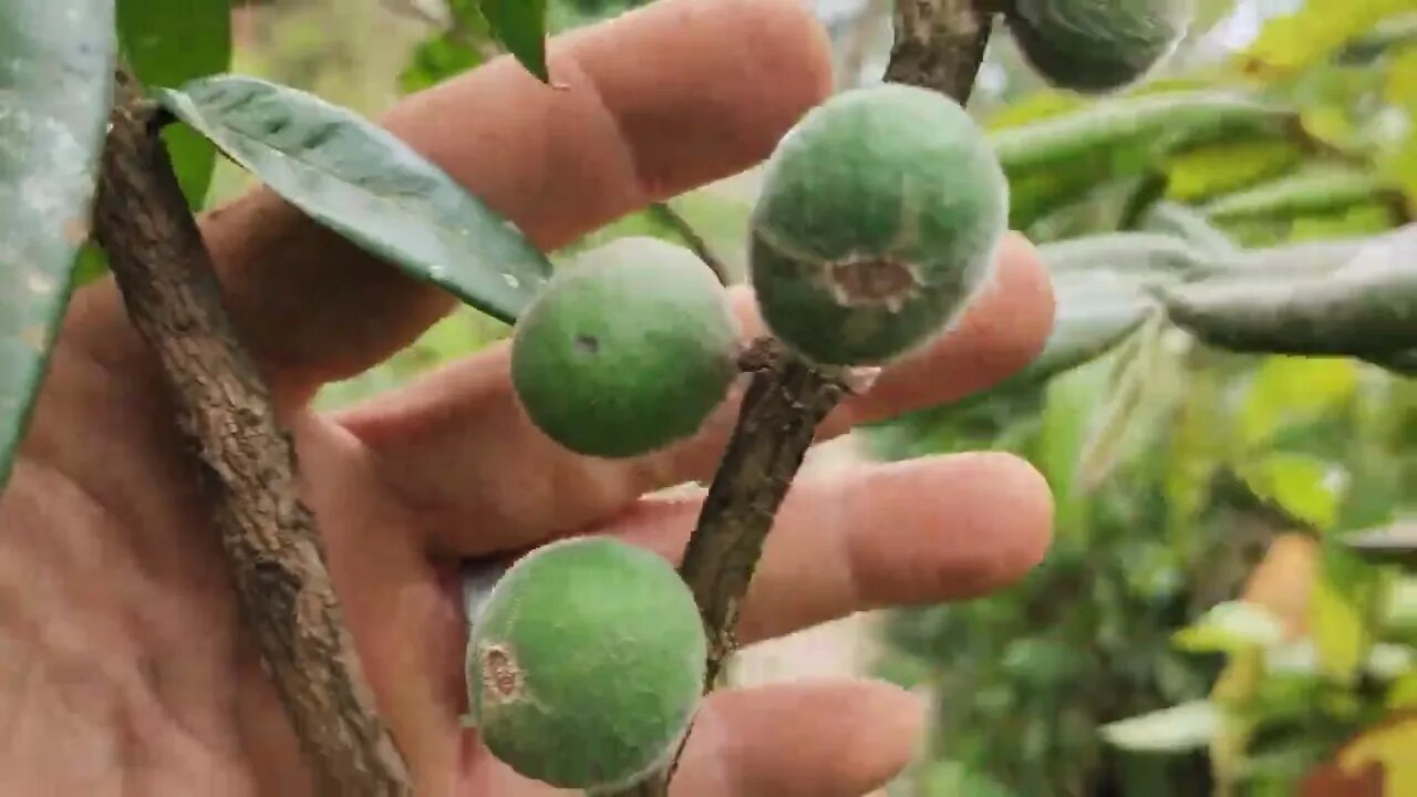 🇧🇷 cabeludinha jabuticaba amarela (Myrciaria glazioviana) produzindo em vaso estamos enviando 🇧🇷