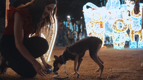 Women feeding a puppy in a Christmas park at night.