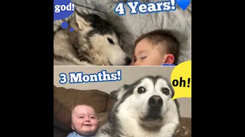 Monkey Completed To Mother Dog's Milk With Puppies || Cute Dog Videos Part 02