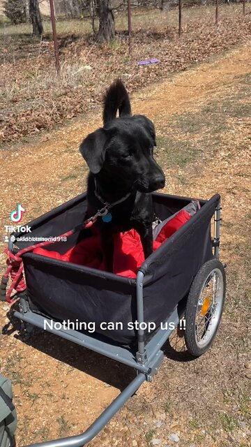 Training day for our dog