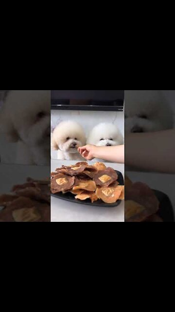 Aww Best dog hugs owner compilation || Cute Baby Dog-Chines-Tiktok Funny Videos🐶 #short