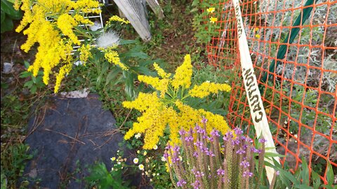 walking about the yard. Summer to Fall 8-26-2022