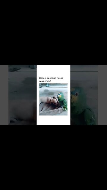 E o cachorro respondendo com carinho kkk