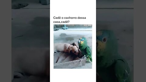 E o cachorro respondendo com carinho kkk