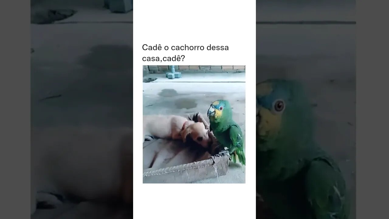 E o cachorro respondendo com carinho kkk