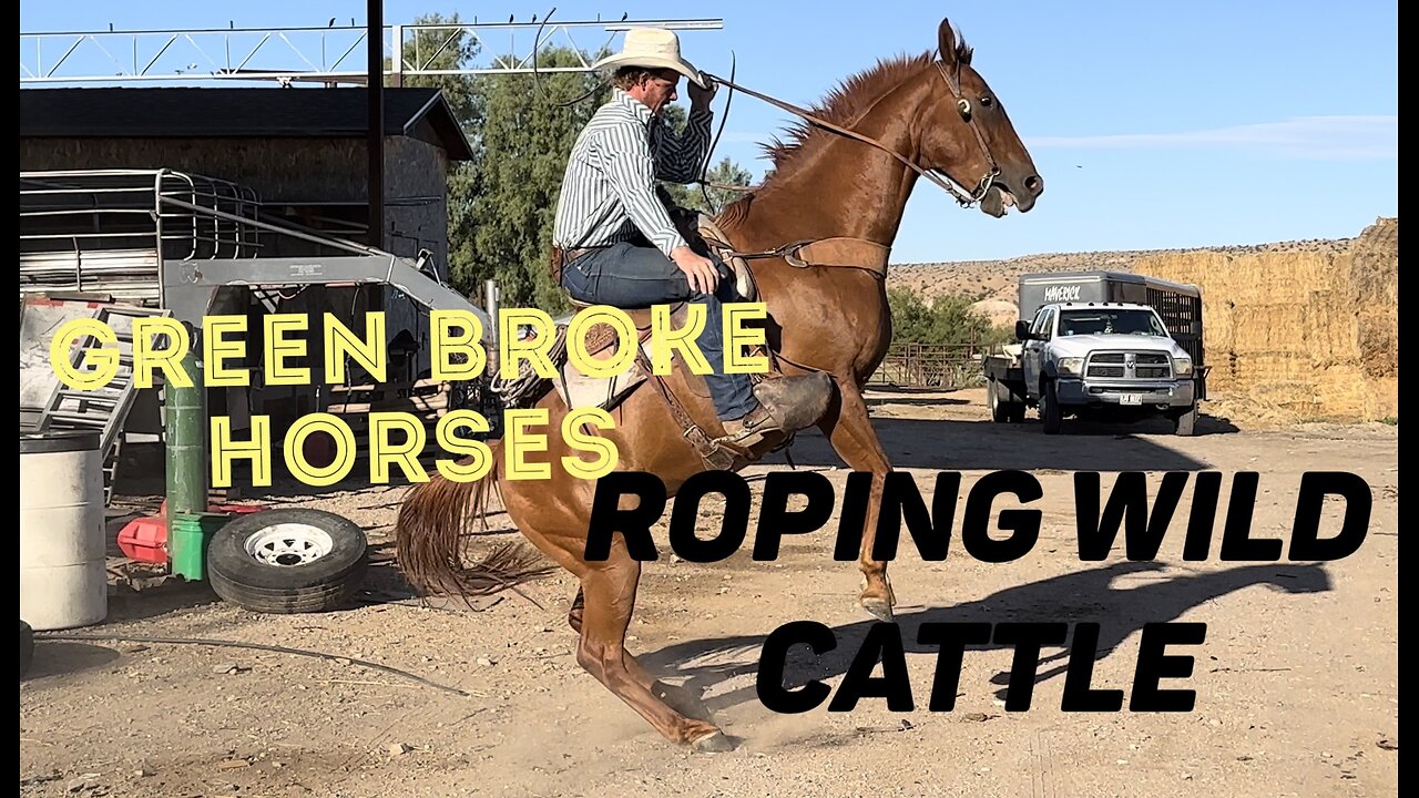 Roping Wild Cattle