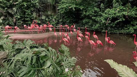 Discover How Forest Walks Can Transform Your Soul -- The Shocking Truth Behind the Birds' Song!🕊️🕊️