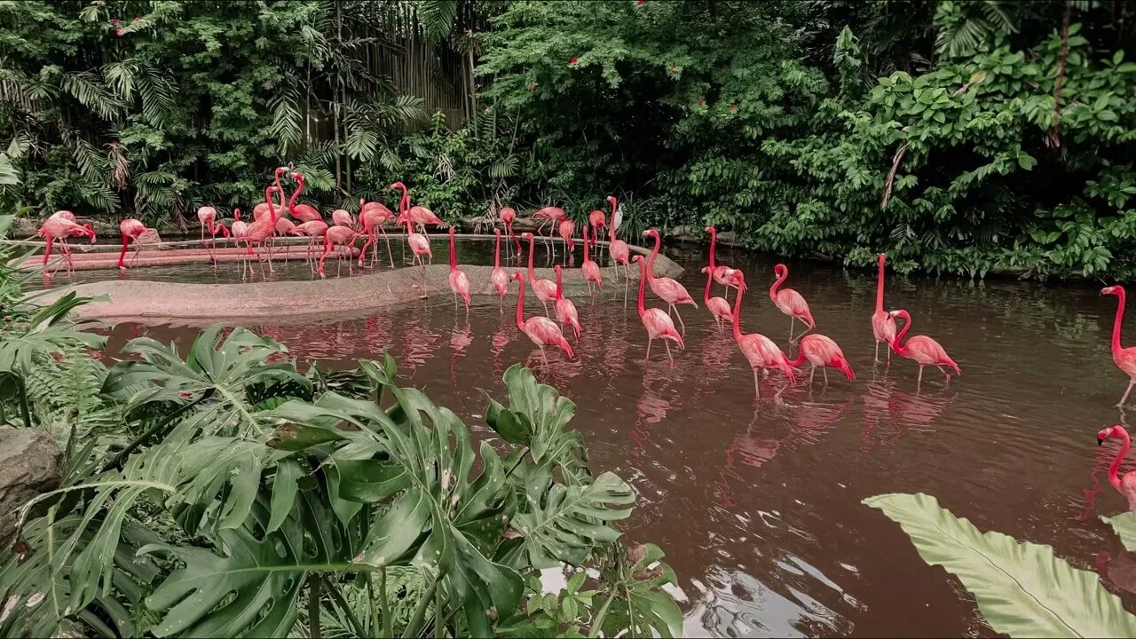 Discover How Forest Walks Can Transform Your Soul -- The Shocking Truth Behind the Birds' Song!🕊️🕊️