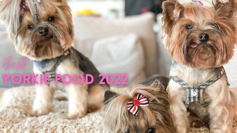 Best Yorkie Food 2022 | Yorkie 101