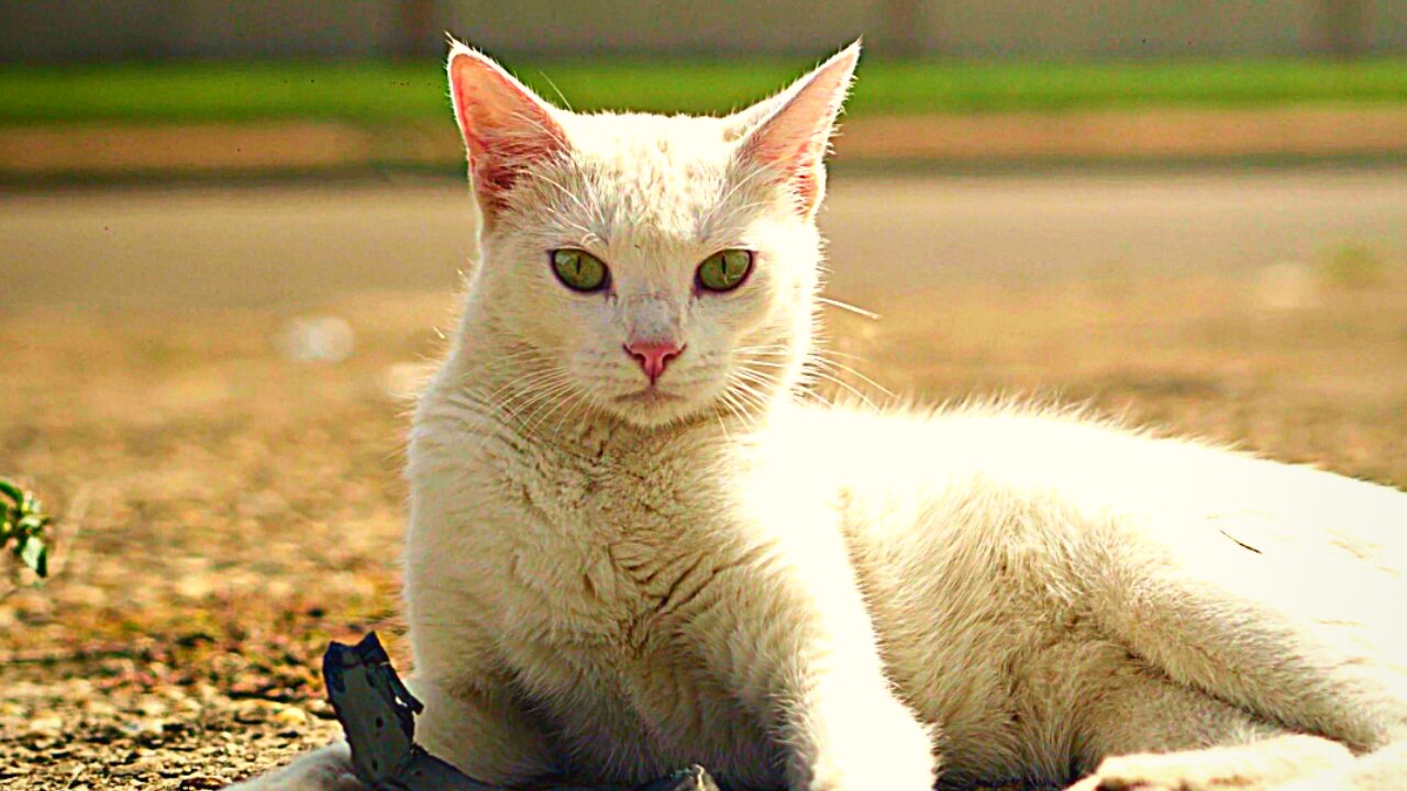 A White Cat Sitting In A Rood