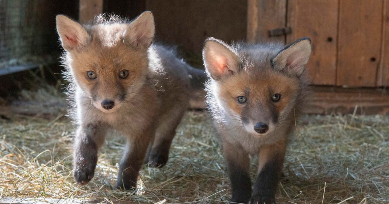 adorable BABY FOXES playing!!