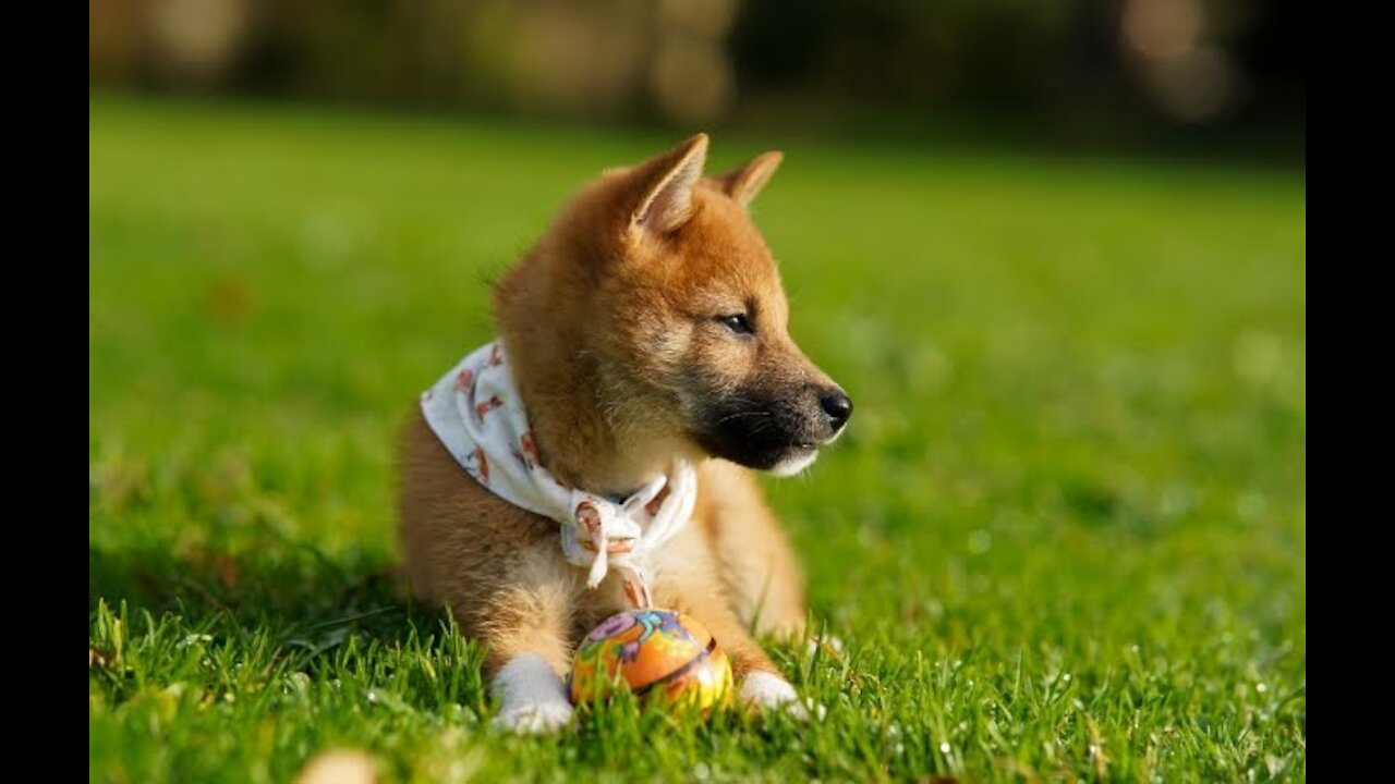 Very Funny Cutes Animal Pets