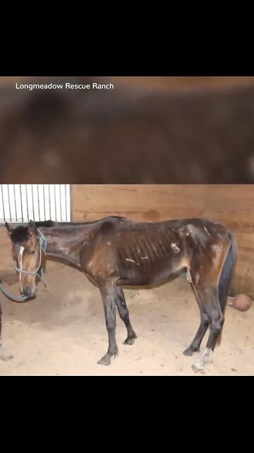 LONGMEADOW RESCUE RANCH🇺🇸🏠🐎🌳SAVED A HORSE’S LIFE🌲🐎🏠💫