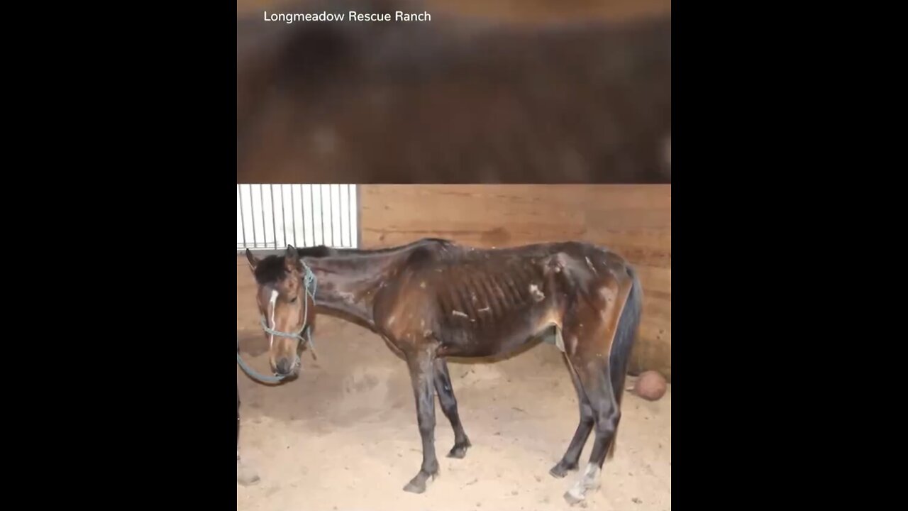 LONGMEADOW RESCUE RANCH🇺🇸🏠🐎🌳SAVED A HORSE’S LIFE🌲🐎🏠💫