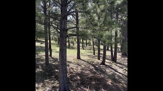 Walking Though my neighborhood