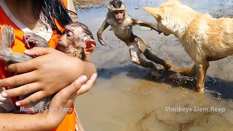 The monkey bathes with the dogs