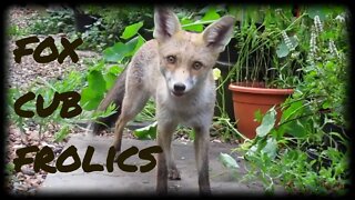 🦊Friendly urban #fox cub Ajax in September - NO GIMMICKS NO MUSIC JUST FOX - Rare Footage